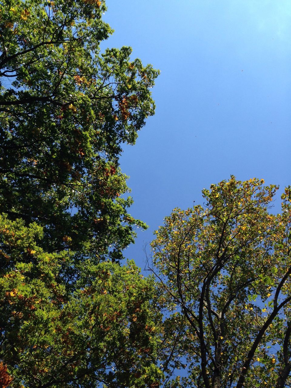 tree, low angle view, clear sky, growth, branch, tranquility, nature, beauty in nature, blue, sky, green color, day, tranquil scene, scenics, sunlight, outdoors, no people, leaf, lush foliage, autumn