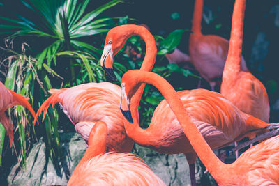 View of birds in water