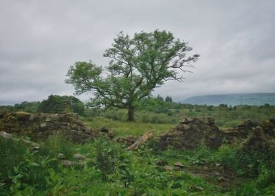 Tree on field against sky