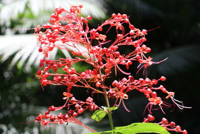 Close-up of red flowers on tree