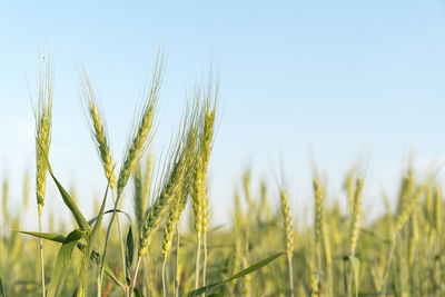 Close-up of crops on field against sky