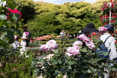 Close-up of a purple rose in the rose garden