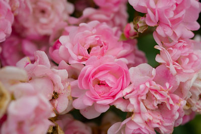 Delicate pastel roses close-up top view full frame. fragrant bush of pink roses. 