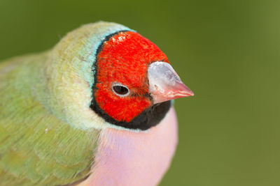 Close-up of a parrot