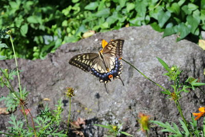 Butterfly on flower