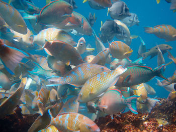 Fish swimming in sea