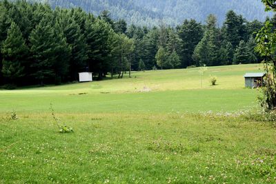 Scenic view of grassy field against trees