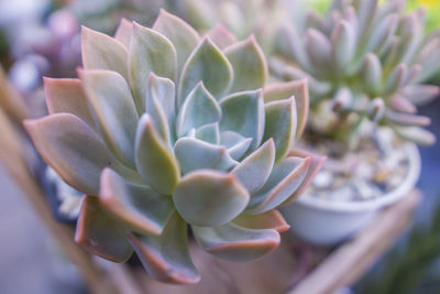 Close-up of succulent plant