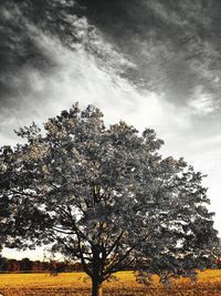 Low angle view of tree