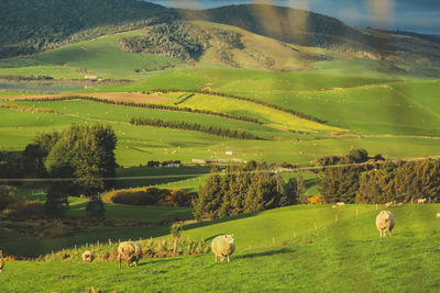 View of sheep grazing in farm