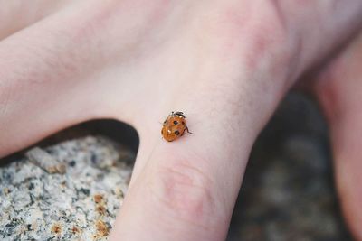 Close-up of hand holding fly