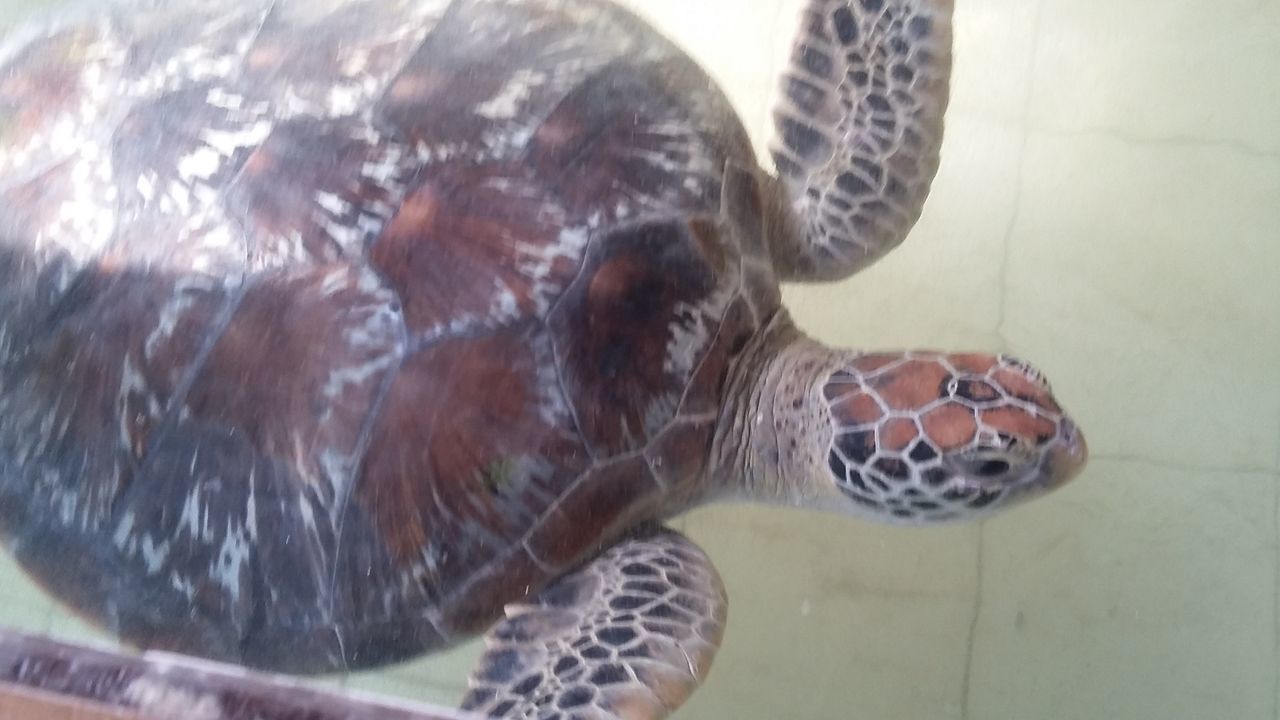 CLOSE-UP OF TURTLE IN THE SEA