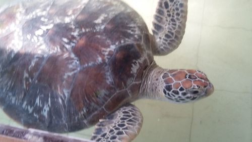 Close-up of turtle in sea