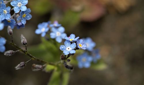 Close-up of purple flowering plant