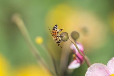 Close-up of insect on purple flower