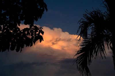 Low angle view of palm trees against sky