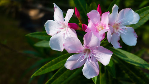 Close-up of pink flowering plant