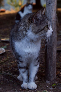 Close-up of a cat looking away