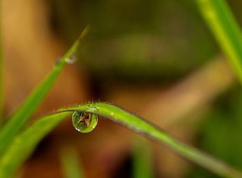 Close-up of water drop on leaf