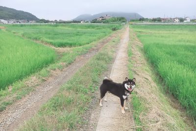 Dog on dirt road