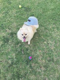 High angle portrait of dog on field