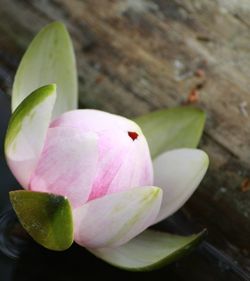 Close-up of flowers