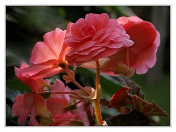 Close-up of red flower