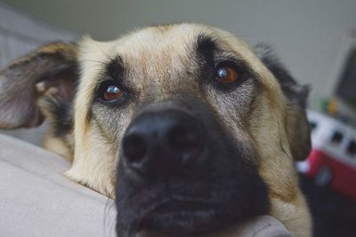 Close-up portrait of a dog