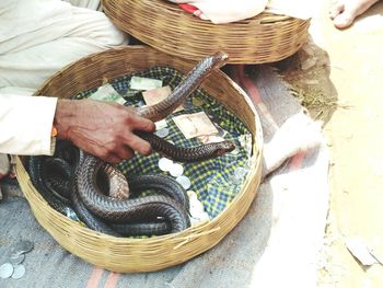 Cropped hand of man holding snakes in basket