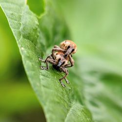 Close-up of insect on leaf