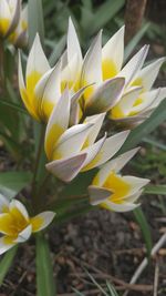Close-up of white crocus flowers on field