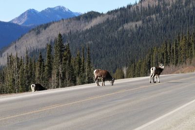 View of horses on road