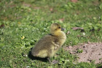 Close-up of a bird on field