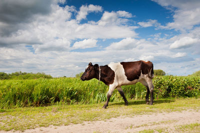 Horse grazing on field against sky