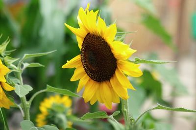 Close-up of sunflower