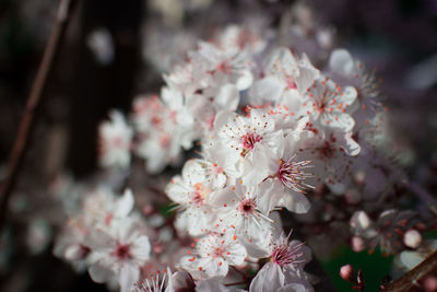 Close-up of cherry blossom