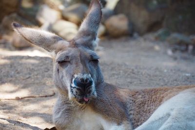 Kangaroo resting at zoo