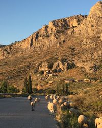 View of a sheep on land