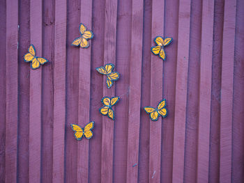 Butterflies stuck to the fence