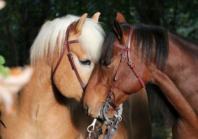 Close-up of horse