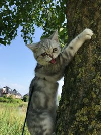 Portrait of cat on tree trunk