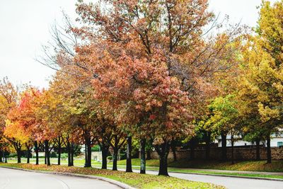 Road in autumn