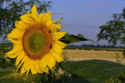 Close-up of sunflower blooming on field against sky