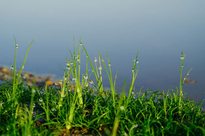 Close-up of grass growing on field against sky