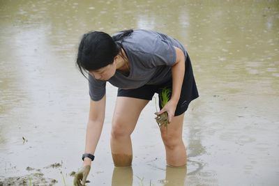Woman planting rice paddy on muddy farm