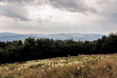 Scenic view of field against sky