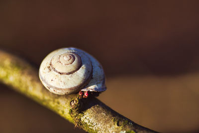 Close-up of snail on wood