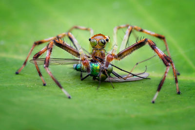 Close-up of spider