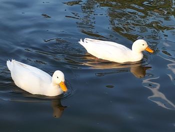 High angle view of swan swimming on lake