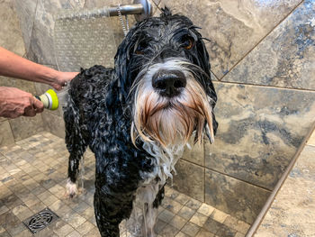 Cute wet dog having a bath